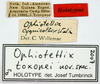 CollectionObject 1581737; f77b5920-f19e-49b0-9eca-06b839a5cf11: male, labels (holotype). (CollectionObject).