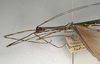 CollectionObject 1560603; b367d0f8-7f0d-4264-8fe6-e26b1bb3f937: copyright NHMW, Vienna. male: head & thorax, lateral view (syntype). (CollectionObject).;CollectionObject 1560604; c85f061d-e260-4d19-ab39-d9156e15ab63: copyright NHMW, Vienna. male: head & thorax, lateral view (syntype). (CollectionObject).
