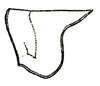 Eppioides malaya Hebard, 1922: Pl. XVII, Fig. 13 (after type). lateral outline of female pronotum (length 6.1 mm). (Otu).