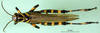CollectionObject 1502301; b3dd179f-8a0c-4e7c-9104-94bcb9641704: male, dorsal view (syntype). (CollectionObject).