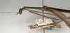 CollectionObject 1562069; NMW 989, 8eb7c6bf-bf53-4007-bc7b-9ab11723f4d4: copyright NMW, Vienna. male: head and thorax, lateral view of Paradiacantha aeneicollis (holotype). (CollectionObject).