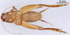 CollectionObject 1522770; c2b696b4-d68e-4385-8ea0-cee8dd5df7ae: Male, ventral view (holotype). (CollectionObject).