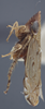 Habitus, lateral view on Flexamia sandersi (Osborn, 1907): Lateral. Male. (Observation).