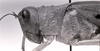 CollectionObject 1523925; 8822f8d4-b242-4902-9cce-eb1b268b6cec: Image C.S. Carbonell. female, head and pronotum, lateral view (holotype). (CollectionObject).