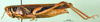 CollectionObject 1569243; b59dda9d-53f7-4a3b-9bd8-d6cdbcc90b34: female, lateral view (paratype). (CollectionObject).