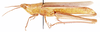 Orthochtha dasycnemis dasycnemis (Gerstaecker, 1869): as O. dasycnemis. female, lateral view. (Otu).
