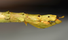 CollectionObject 1556960; 19b0694b-25c8-4afa-af0d-8ab59ee24aea: copyright MONZ, Wellington. female of synonym Acanthoxyla huttoni: end of abdomen, lateral view (holotype). (CollectionObject).