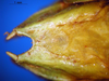 CollectionObject 1530823; 12f23fb9-7f6c-4ab3-9ed7-baf281442476: male subgenital plate (allegedly syntype of Ephippiger seoanei). (CollectionObject).