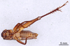 CollectionObject 1522825; acd5b3c7-da1a-4daa-927c-9946a1473a30: Male, ventral view (holotype). (CollectionObject).