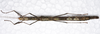 CollectionObject 1580891; e487b9de-ef2a-4061-b413-a66a6fa8eb11: copyright FRCS Sabah. female, ventral view (holotype). (CollectionObject).