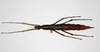 CollectionObject 1558978; fb924f40-d0f5-411c-8c40-8842c57f4ecb: copyright ZMHB, Berlin. female, dorsal view (holotype). (CollectionObject).