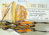 CollectionObject 1498827; b4f7727e-1f33-4456-9479-f8b186356cc6: 2012. male, dorsal view. (CollectionObject).