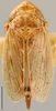 Habitus, dorsal view: !! display not done !! on Extrusanus extrusus (Van Duzee, 1893): Extrusanus extrusus, dorsal habitus (NMNH). (Observation).