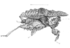 Cladoramus crenulatus Hancock, 1907: Pl. 21, Fig. 2. female, lateral view (body length 11, pronotum 12.8, anterior process of pronotum 2.5, hind femora 5.5 mm). (Otu).