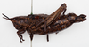 CollectionObject 1504688; 2c8af47b-41b2-447c-a955-da0a5b336c51: female. lateral view (lectotype of Monistria brevicornis). (CollectionObject).