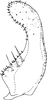 Subgenital plate, ventral view on Arboridia (Arboridia) cincta Song & Li, 2015: (Observation).