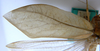 CollectionObject 1568291; 0964926c-2e96-4048-a68d-ed208860e3c1: female, left tegmen. (CollectionObject).
