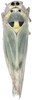 Habitus, dorsal view on Anuihuajianga pyramidalis Zhang & Song, 2022: (Observation).