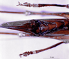 Eumacroxiphus (Eumacroxiphus) diffundatus Ingrisch, 1998: female subgenital plate (paratype). (Otu).