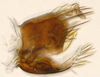 Pygofer, lateral view: (Observation).