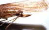 CollectionObject 1522100; 28a599d8-463f-4761-827f-6813b80e2278: female ovipositor (holotype). (CollectionObject).