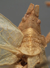 CollectionObject 1505711; b91f3227-0872-4962-a35d-5a9bd80c3888: female pronotum, dorsal view (holotype). (CollectionObject).