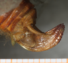 CollectionObject 1566635; NMW 7829, b6ae3cbc-3b96-4d5f-9695-628efb6fea0c: ovipositor. (CollectionObject).