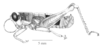 Arimacris trinitatis (Bruner, 1906): Fig. 5A. male, habitus. (Otu).