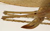 CollectionObject 1529798; 087b158f-77a4-41a6-a74c-16486240096c: female ovipositor (holotype). (CollectionObject).