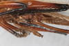 CollectionObject 1505595; 8209b147-3ead-4b8c-9622-f0fc486601df: female, ventral view (holotype). (CollectionObject).