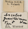 CollectionObject 1557161; NMW 961, 08db8440-c65e-4722-b682-fa7baa0d132b: copyright NMW, Vienna. male, data labels (holotype). (CollectionObject).