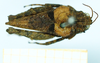 male (syntype), dorsal view. Depicts CollectionObject 1593706; 82acef77-af53-4d05-a625-e85090a510e9, a CollectionObject.