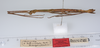 Antongilia quadrituberculata Redtenbacher, 1906: copyright ZMUH, Hamburg. female, lateral view (paralectotype). (Otu).
