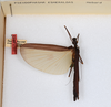 CollectionObject 1580277; 3524515b-1acd-4513-b9c9-e1d2ae267b69: copyright ANSP. female, dorsal view (paratype). (CollectionObject).