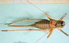 CollectionObject 1502003; ba15983b-7cfb-4942-a4c4-a2c365126c0c: female, dorsal view (paratype of Ephippiger vicheti). (CollectionObject).