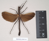 CollectionObject 1560636; NHMUK(SF IMPORT DUPLICATE) 845142, 108bb131-f424-4f8a-b9d9-0c7b394ebea8: copyright Natural History Museum, London. male of Orthomeria pandora (lectotype). (CollectionObject).