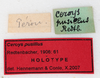CollectionObject 1557781; f4425a73-ba55-47d7-b674-4484d3aec07a: copyright MNHG, Geneva. male, data labels (holotype). (CollectionObject).