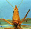 CollectionObject 1516838; 5316656a-e5d3-4b3d-8b5f-8be273231ef4: female, frontal view (holotype). (CollectionObject).