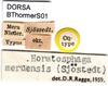CollectionObject 1502654; f660cccb-8781-4603-ad08-87db2e26b7a8: labels (paralectotype). (CollectionObject).