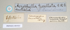 CollectionObject 1558212; NHMUK(SF IMPORT DUPLICATE) 845022, 464d8bf8-b5de-4bc4-a20e-1f290bc5ab0b: copyright Natural History Museum, London. male, data labels of Ctenomorpha tessulata (syntype). (CollectionObject).