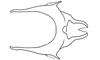 Digamacris amoena (Stål, 1878): Fig. 22. cingulum, dorsal view. (Otu).