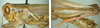 Melanoplus yarrowii (Thomas, 1875): male. (Otu).