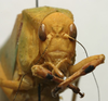 CollectionObject 1506757; 97b50063-313d-41ca-8bcc-95ac81dad82b: male, frontal view (holotype). (CollectionObject).