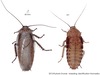 Rhyparobia maderae (Fabricius, 1781): Copyright Josef Dvorák. Rhyparobia maderae. (Otu).