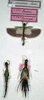 CollectionObject 1558278; 1e8b9b7c-bf77-4366-baa6-64d629c4e691: copyright NMW. male (lectotype) and female (paralectotypes). (CollectionObject).;CollectionObject 1558279; 4dc907bb-5116-48cf-a153-4ac1d6c68843: copyright NMW. male (lectotype) and female (paralectotypes). (CollectionObject).