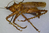CollectionObject 1544422; ab7647bc-c899-497d-82ac-7d0811de4a86: male, lateral view. (CollectionObject).