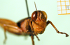 CollectionObject 1500966; 78bd7c26-6bdd-4fb7-b3ef-0f01896e2efa: female, frontal view (holotype). (CollectionObject).