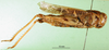 CollectionObject 1501431; a1dae85d-b63a-4564-b9ae-66d0ba7ef373: female, lateral view (holotype). (CollectionObject).
