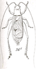 Paroecanthus mexicanus Saussure, 1859: Pl. VIII, Fig. 36. male, dorsal view. (Otu).