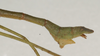 CollectionObject 1559964; 6428ac6f-2817-4b06-9bdc-f189e659a2ab: St. Petersburg. male, end of abdomen, lateral view (holotype). (CollectionObject).